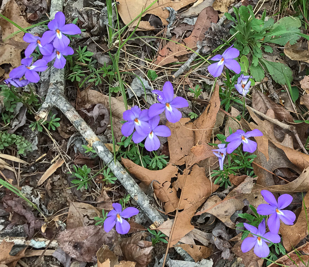 image of Viola pedata var. pedata, Common Birdsfoot Violet