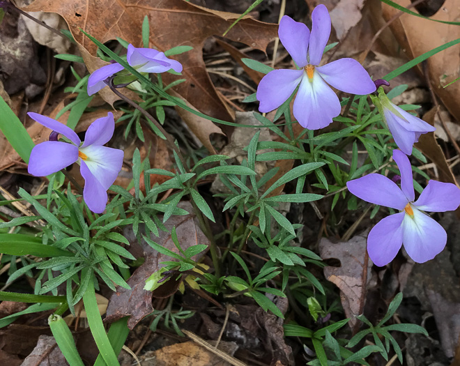 image of Viola pedata var. pedata, Common Birdsfoot Violet