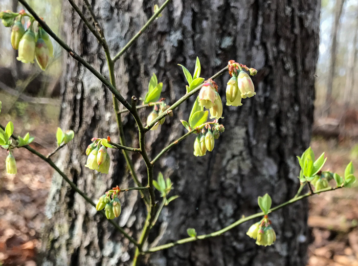 image of Vaccinium pallidum, Hillside Blueberry, Dryland Blueberry, Upland Low Blueberry, Lowbush Blueberry