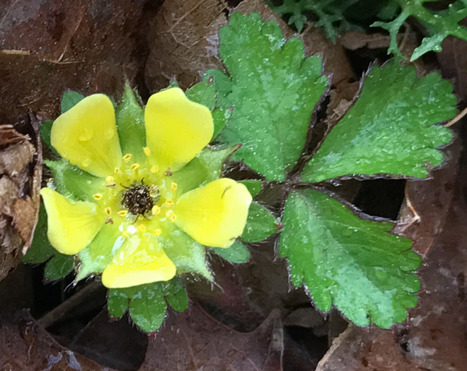 image of Potentilla indica, Indian Strawberry, Mock Strawberry