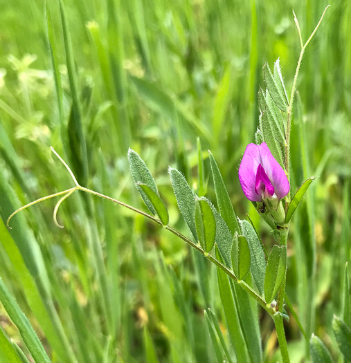 image of Vicia sativa ssp. nigra, Narrowleaf Vetch, Garden Vetch