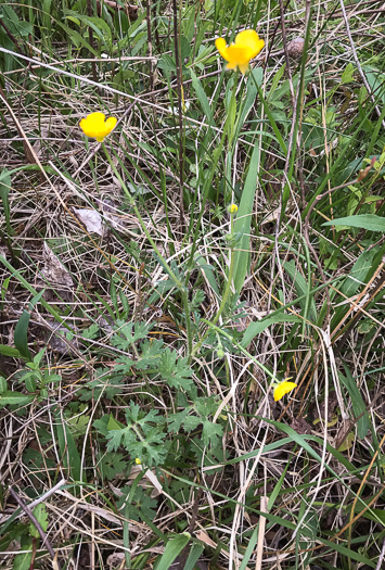 image of Ranunculus bulbosus, Bulbous Buttercup