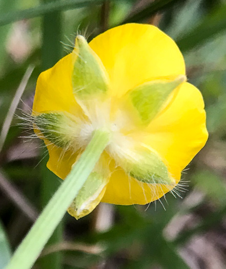 image of Ranunculus bulbosus, Bulbous Buttercup