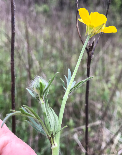 image of Ranunculus bulbosus, Bulbous Buttercup