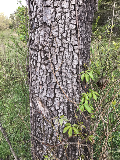 image of Diospyros virginiana, American Persimmon, Possumwood, Simmon