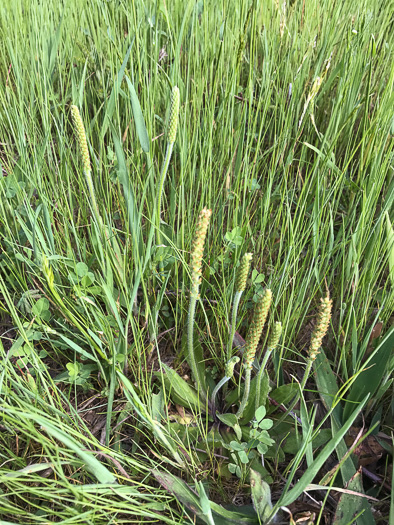 image of Plantago virginica, Virginia Plantain, Southern Plantain, Paleseed Plantain, Hoary Plantain