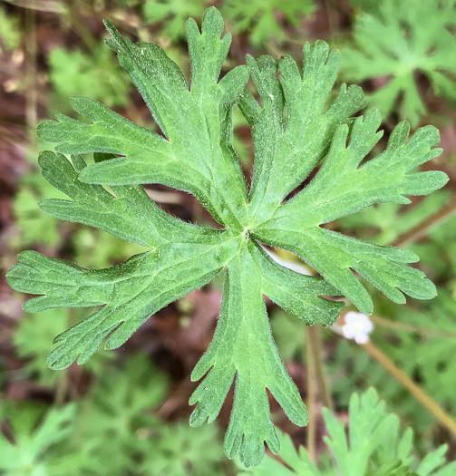 image of Geranium carolinianum, Carolina Cranesbill