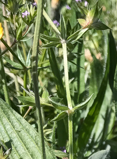 image of Galium sherardia, Field Madder, Blue Field-madder