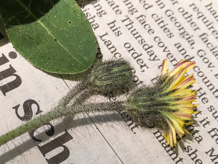 Pilosella officinarum, Mouse-ear Hawkweed