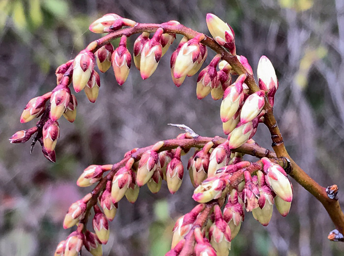 image of Eubotrys recurvus, Mountain Sweetbells, Mountain Fetterbush, Deciduous Fetterbush