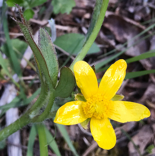 image of Ranunculus hispidus, Hispid Buttercup, Hairy Buttercup