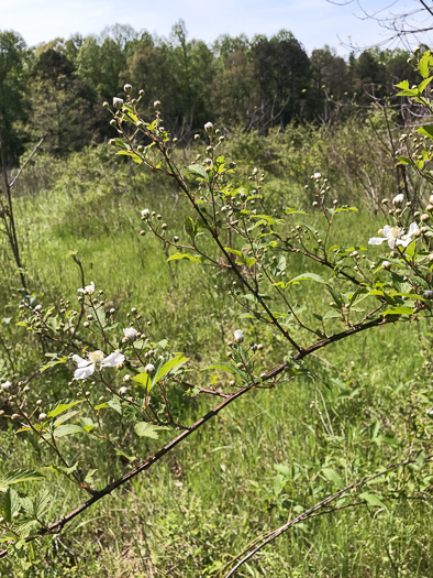 image of Rubus pensilvanicus, Pennsylvania Blackberry, Highbush Blackberry, Eastern Blackberry, Southern Blackberry