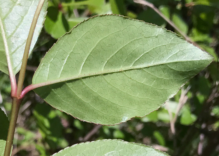 image of Viburnum rufidulum, Rusty Blackhaw, Blue Haw, Southern Blackhaw, Rusty Haw