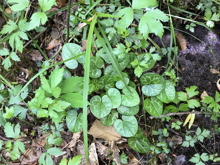 image of Hexastylis naniflora, Dwarf-flower Heartleaf