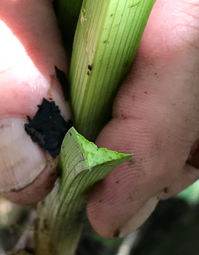 image of Sparganium americanum, American Bur-reed