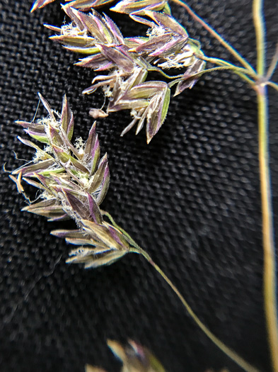 image of Poa pratensis ssp. pratensis, Kentucky Bluegrass, Junegrass, Speargrass