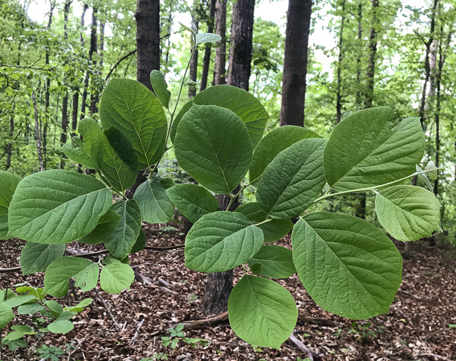 Styrax grandifolius, Bigleaf Snowbell, Bigleaf Storax, Large-leaved Storax