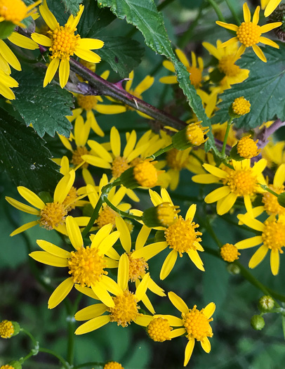 image of Packera anonyma, Small's Ragwort, Squaw-weed, Appalachian Ragwort