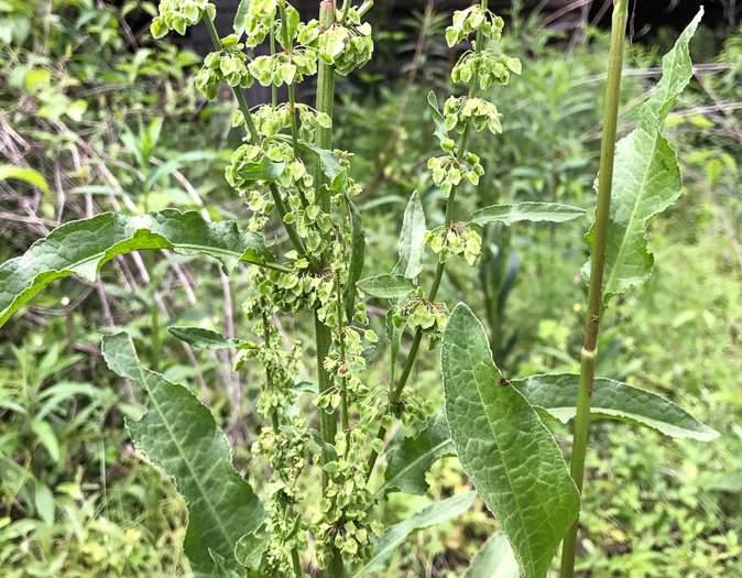 image of Rumex crispus ssp. crispus, Curly Dock, Yellow Dock