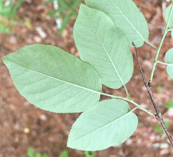 image of Amelanchier arborea, Downy Serviceberry, Sarvisberry