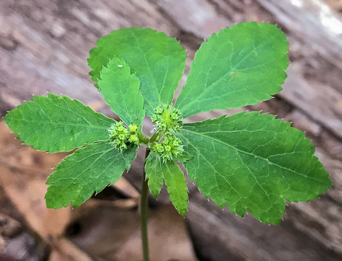 image of Sanicula smallii, Small's Sanicle, Southern Sanicle, Small's Black-snakeroot