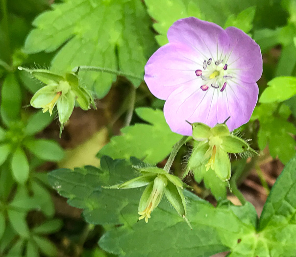 image of Geranium maculatum, Wild Geranium