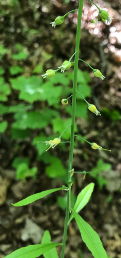 image of Borodinia canadensis, Canada Rockcress, Sicklepod