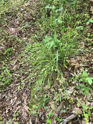 image of Melica mutica, Two-flower Melicgrass