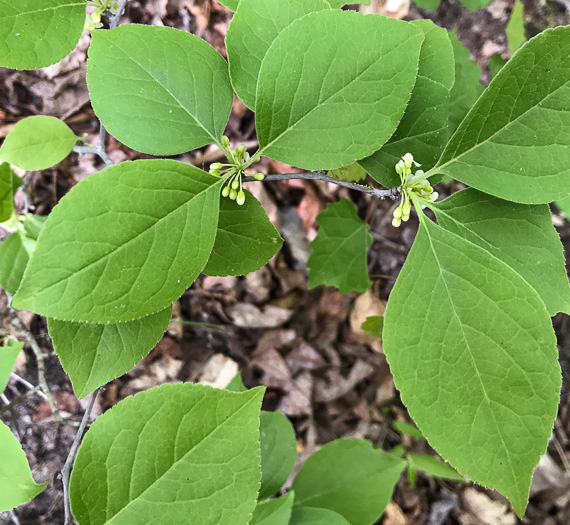 image of Ilex ambigua, Carolina Holly