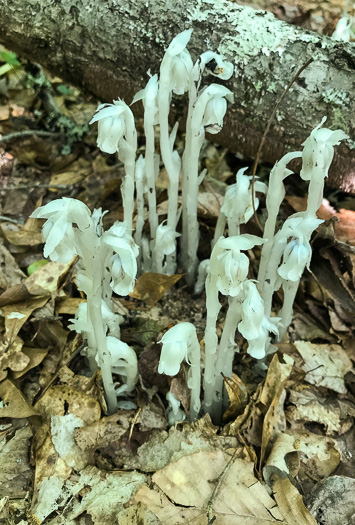 image of Monotropa uniflora, Indian Pipes, Ghost-flower, Common Ghost Pipes