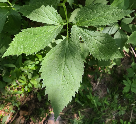 image of Cryptotaenia canadensis, Honewort