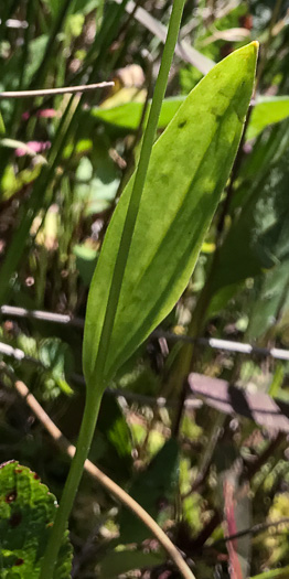 Rose Pogonia