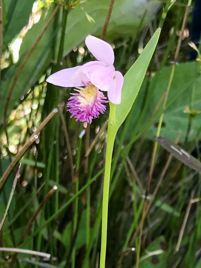 image of Pogonia ophioglossoides, Rose Pogonia, Snakemouth Orchid, Beardflower, Addermouth