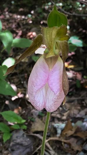 image of Cypripedium acaule, Pink Lady's Slipper, Mocassin Flower