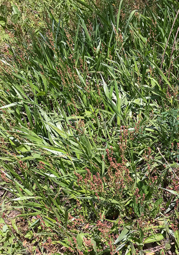 image of Pityopsis nervosa, Common Silkgrass, Grassleaf Goldenaster