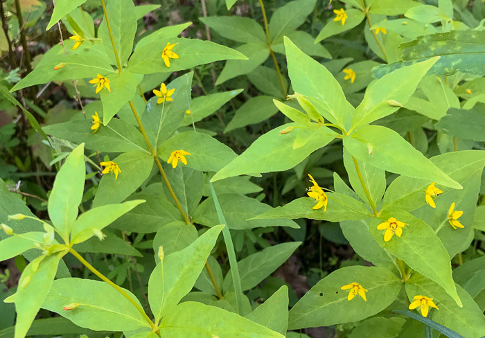 image of Lysimachia quadrifolia, Whorled Loosestrife