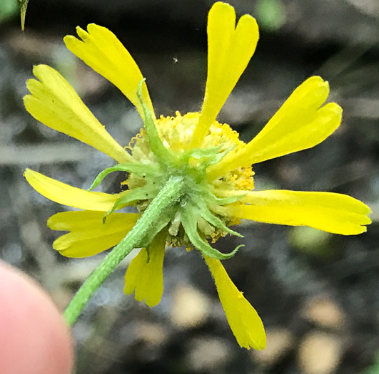 image of Helenium brevifolium, Littleleaf Sneezeweed, Shortleaf Sneezeweed