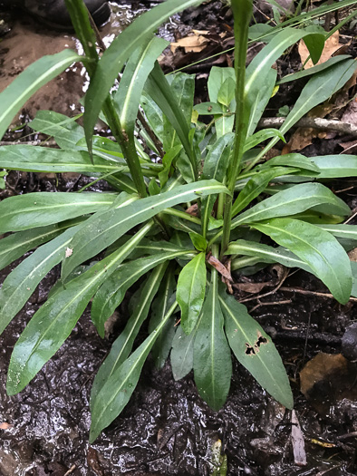 image of Helenium brevifolium, Littleleaf Sneezeweed, Shortleaf Sneezeweed