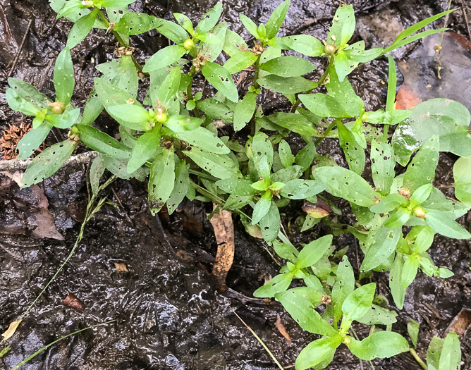 image of Gratiola virginiana, Roundfruit Hedge-hyssop, Virginia Hedge-hyssop