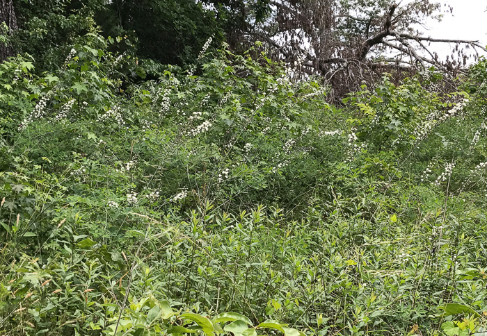 image of Baptisia albescens, Narrow-pod White Wild Indigo, Spiked Wild Indigo