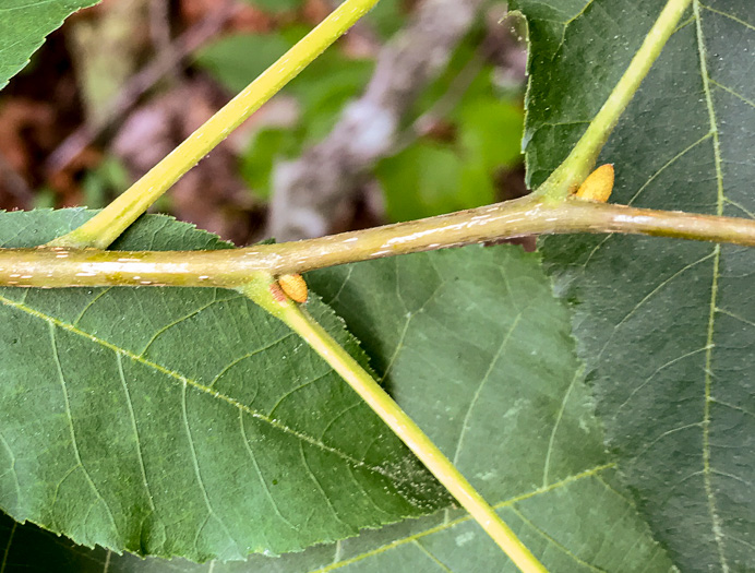 image of Carya pallida, Sand Hickory, Pale Hickory