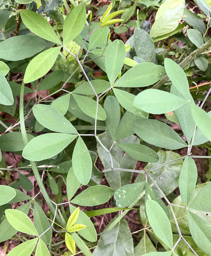 Baptisia albescens, Narrow-pod White Wild Indigo, Spiked Wild Indigo