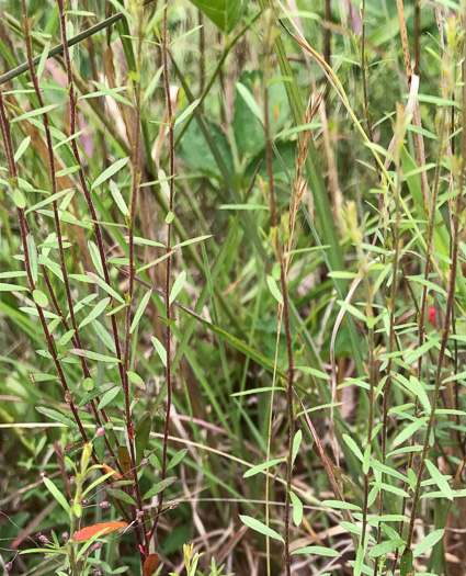 image of Lechea racemulosa, Racemose Pinweed, Appalachian Pinweed, Oblong-fruit Pinweed