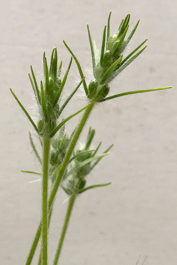 image of Plantago aristata, Bracted Plantain, Large-bracted Plantain, Buckhorn Plantain