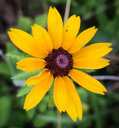 image of Rudbeckia hirta var. hirta, Woodland Black-eyed Susan