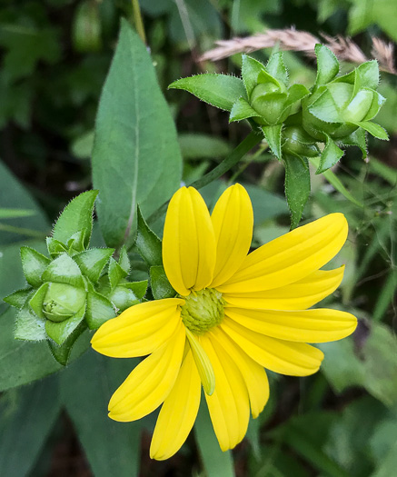 image of Silphium dentatum, Starry Rosinweed