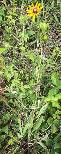 image of Rudbeckia hirta var. hirta, Woodland Black-eyed Susan