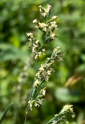 panicle