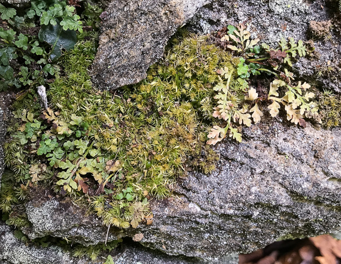 image of Asplenium montanum, Mountain Spleenwort