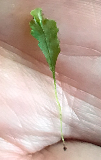 petiole